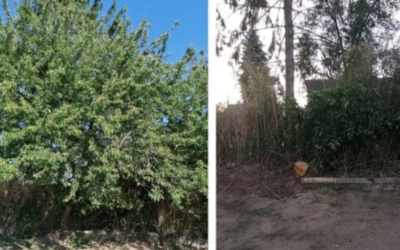 Abattage et élagage d&rsquo;un arbre